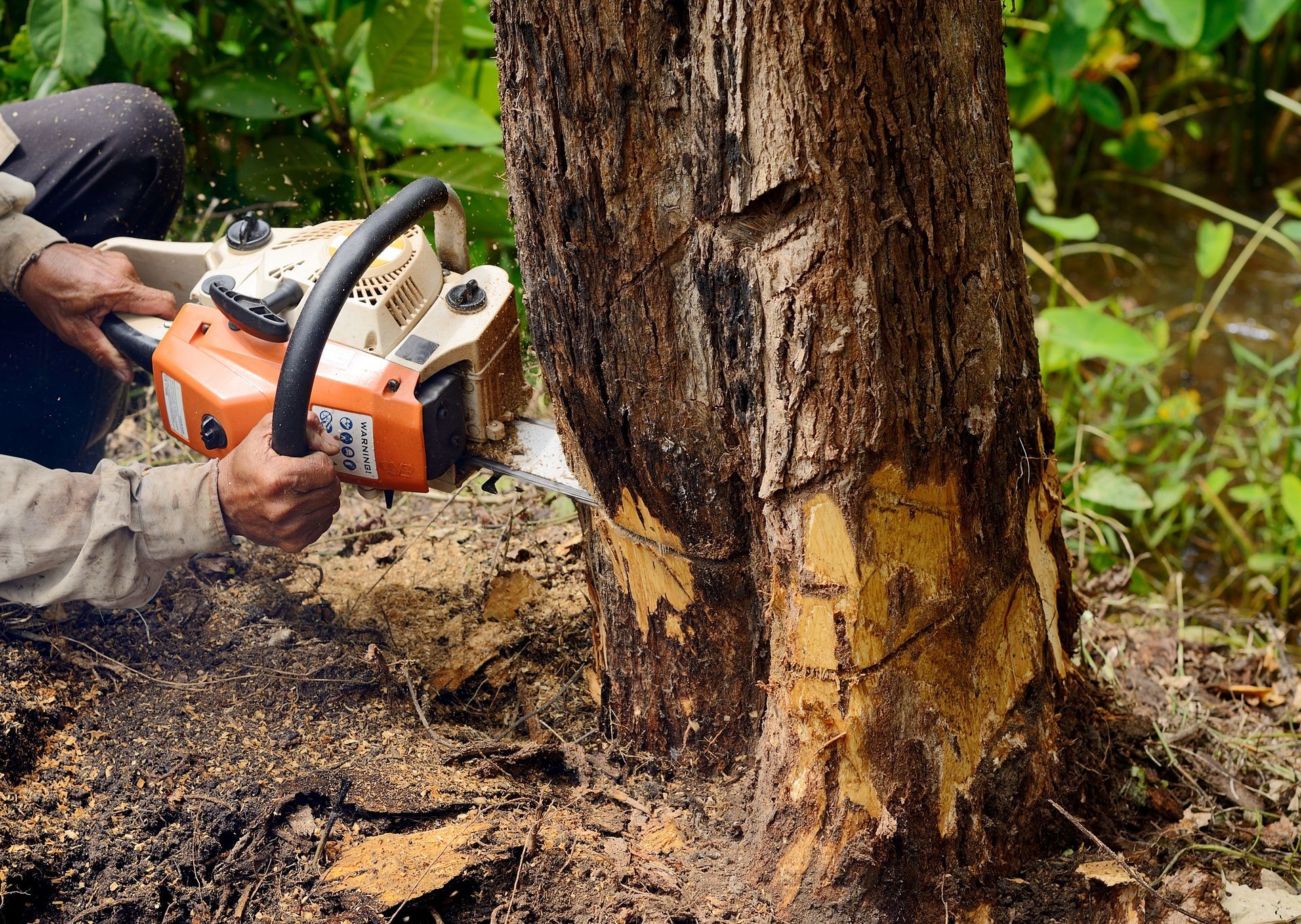 RV Tree Care – Tree Removal – NTcommunity